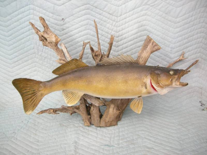 lot 24 image: Walleye Mount