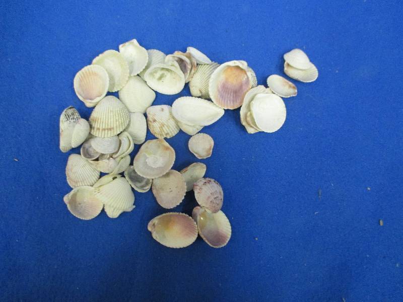 Approx. 50 beautiful sea shells...