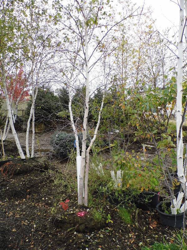 lot 150 image: 14 White Spire Birch