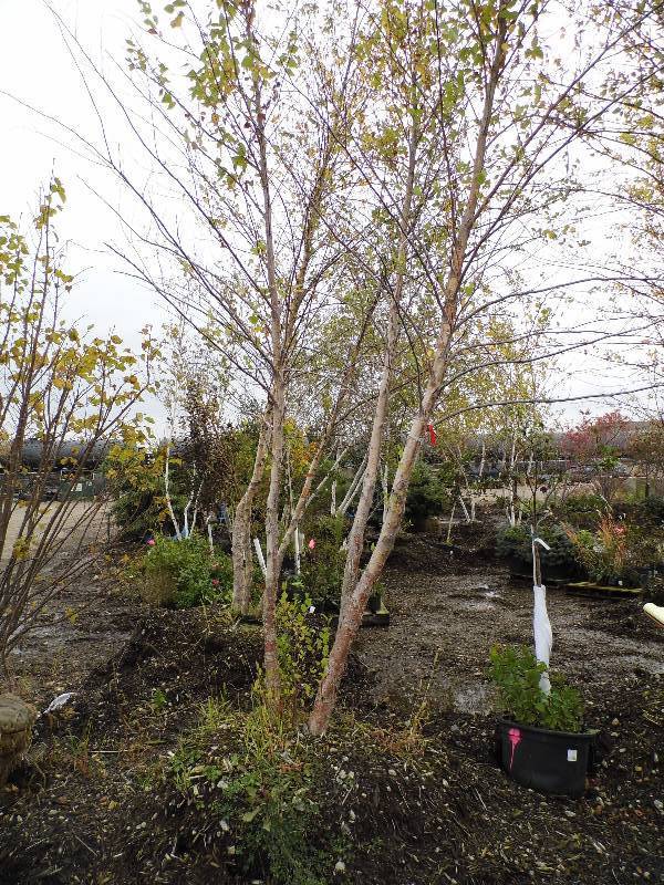 lot 151 image: 16 River Birch