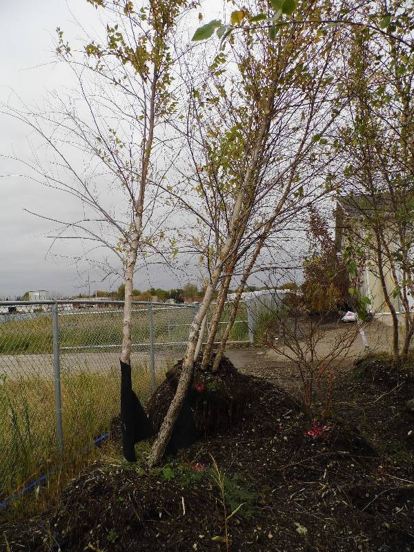 lot 153 image: 16 River Birch