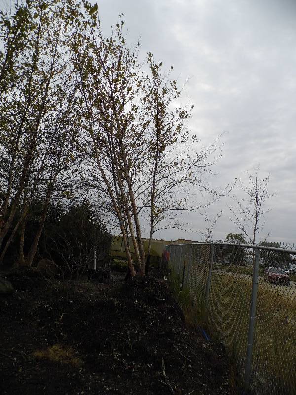 lot 155 image: 16 River Birch