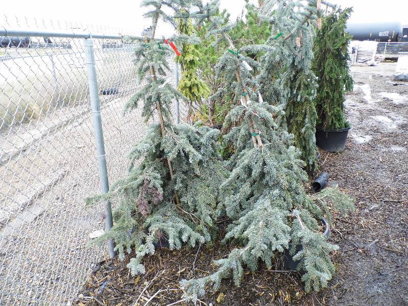 lot 156 image: 3 Blue Spruce