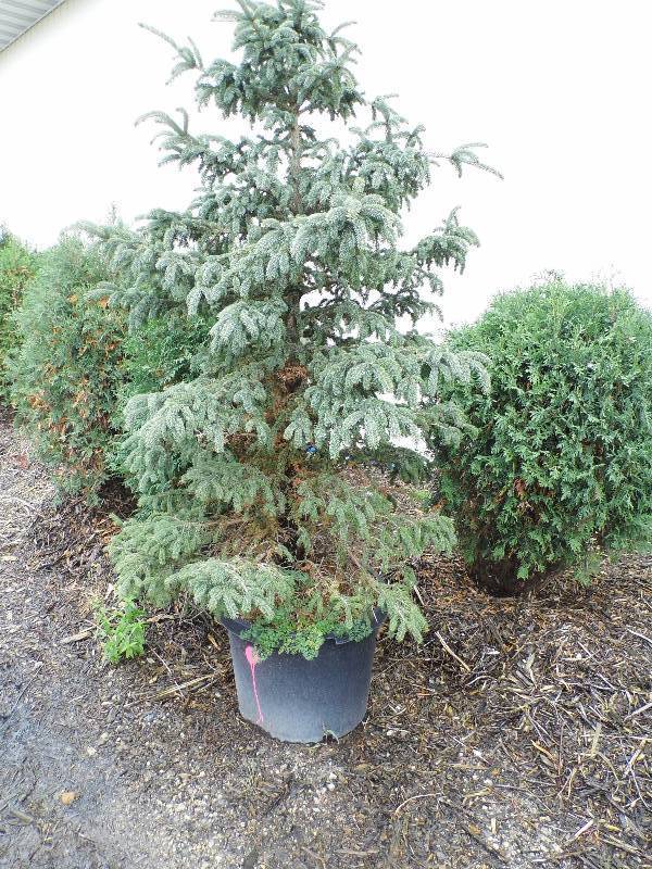 lot 157 image: Spruce
