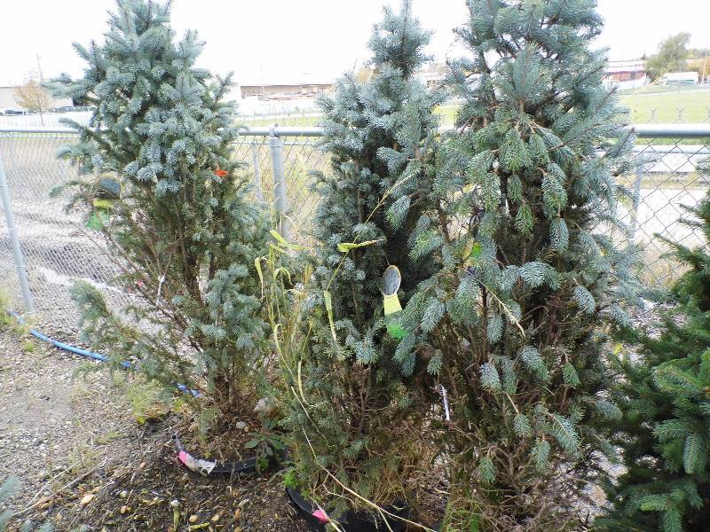 lot 158 image: Fastigiata Spruce