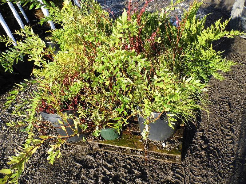 lot 147 image: 7 Plants