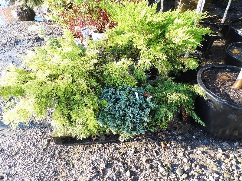 lot 148 image: 1 Junipers