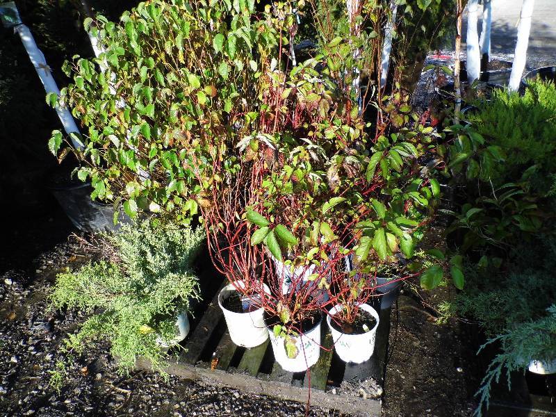 lot 162 image: 9 Plants