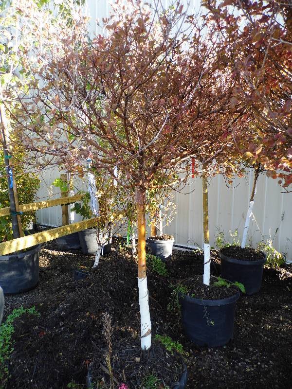 lot 164 image: Dwarf Korean Lilac