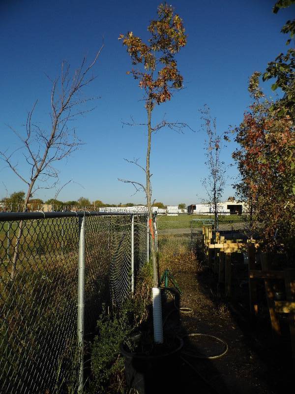 lot 163 image: Majestic Oak