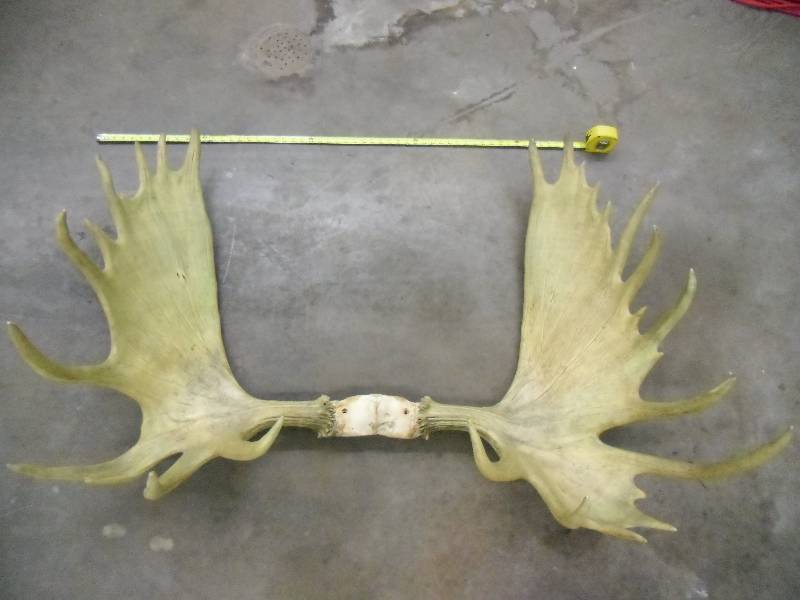 Moose Horns