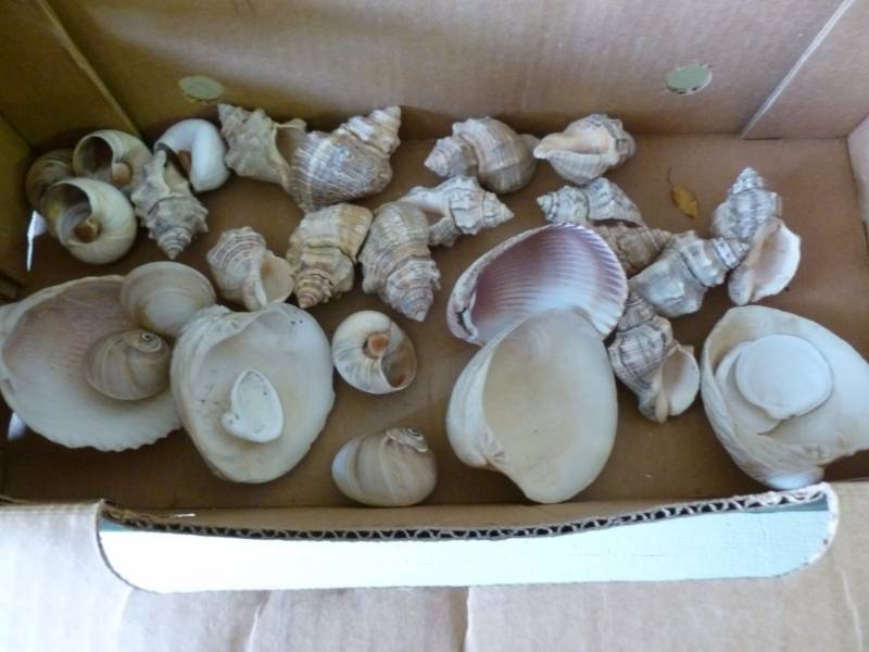 Seashell