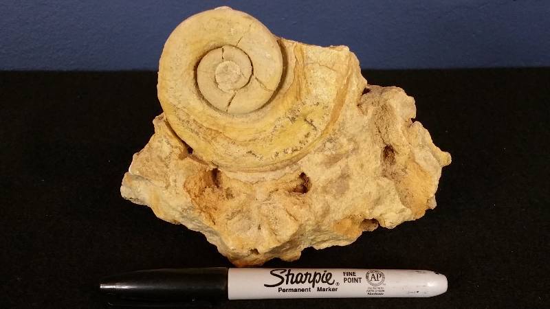lot 29 image: Large Sea Shell Fossil in Rock