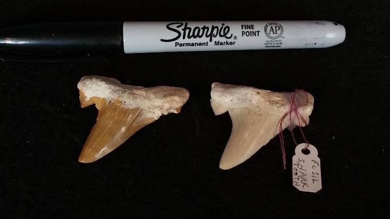 lot 36 image: Fossilized Shark Teeth