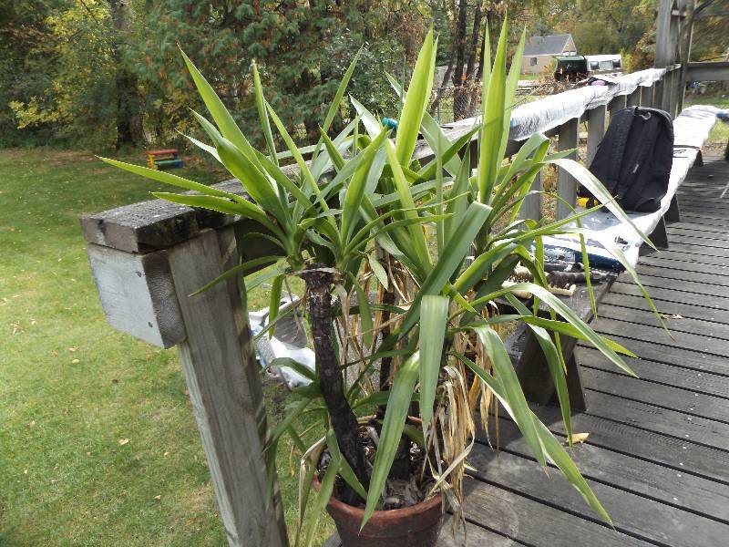 Live Plant