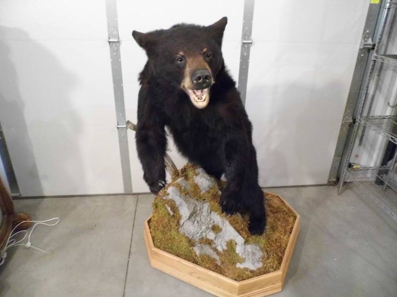Black Bear