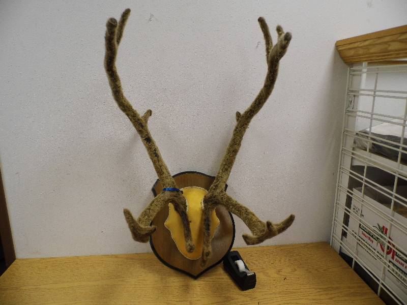 Caribou