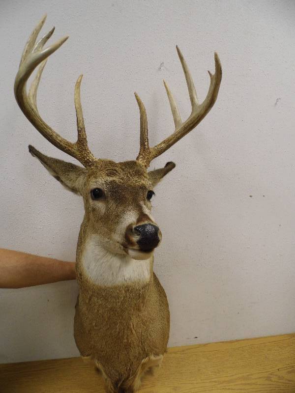 White Tail Buck