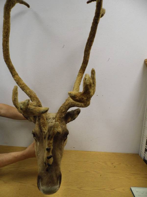 Caribou