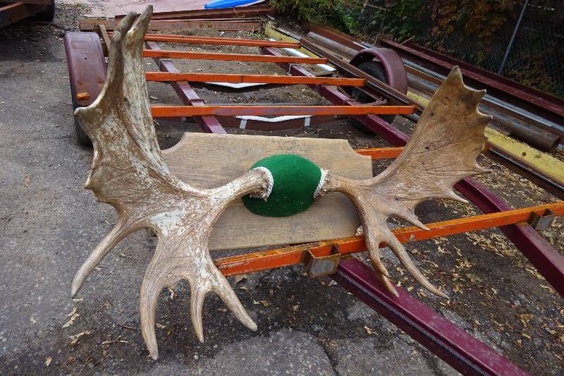 46 Spread Moose Horns