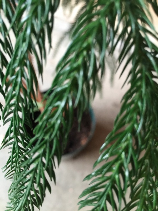lot 41 image: Living Potted Pacific Southwestern Norfolk Pine