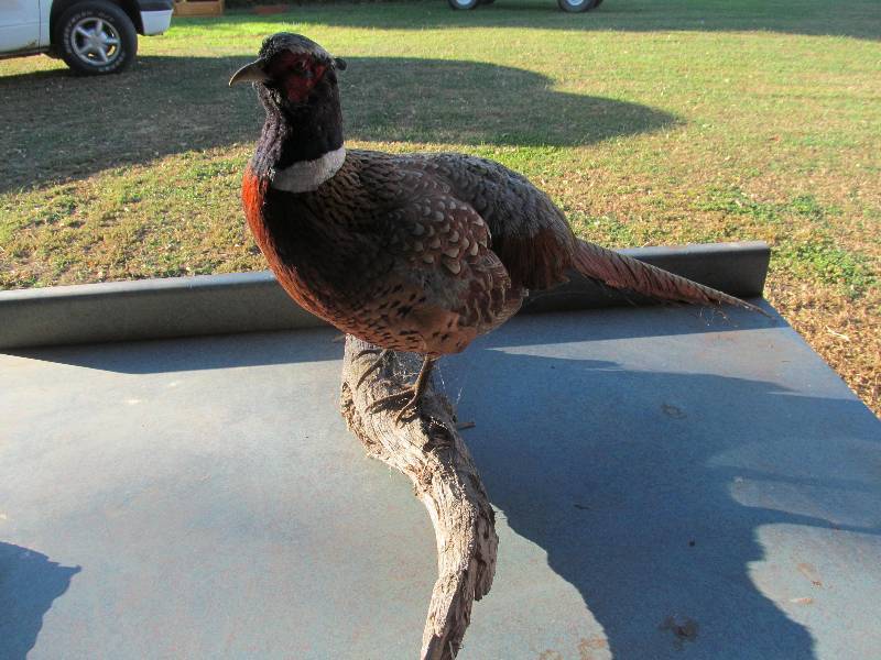 lot 48 image: Pheasant rooster mount