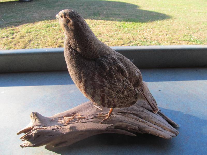 lot 49 image: Grouse mount