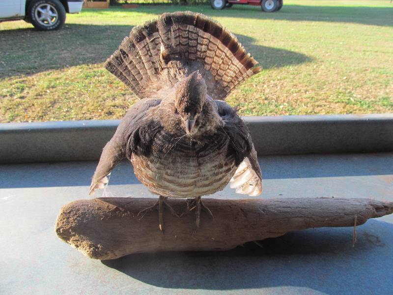 lot 105 image: Mounted Upland bird
