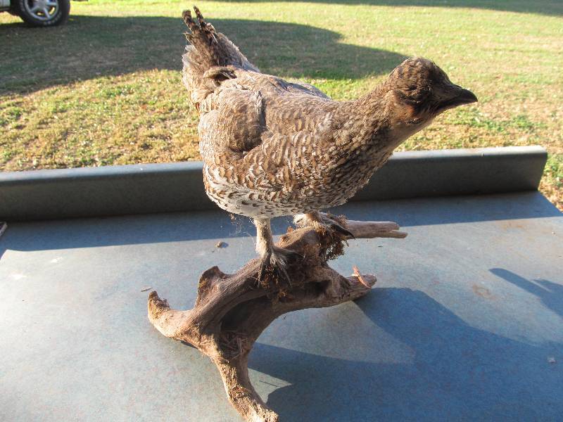 lot 103 image: Mounted Upland bird