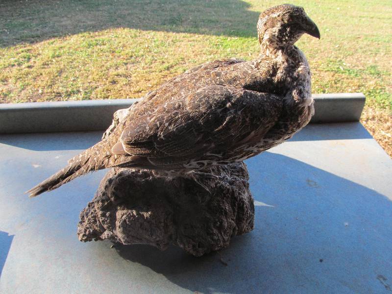 lot 104 image: Mounted Upland bird