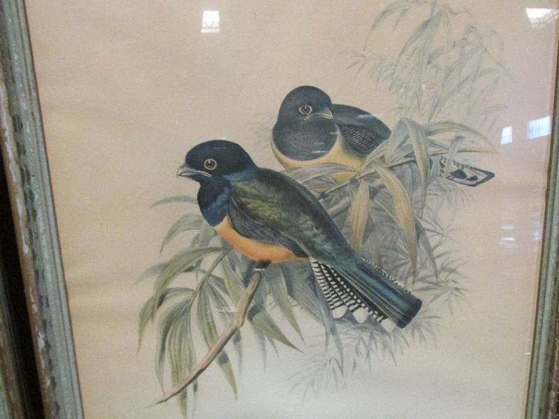 2 framed pictures of birds, Trogan ...
