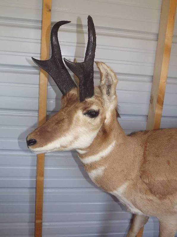 FULL SIZED REAL STUFFED ANTELOPE - TAXIDERMY