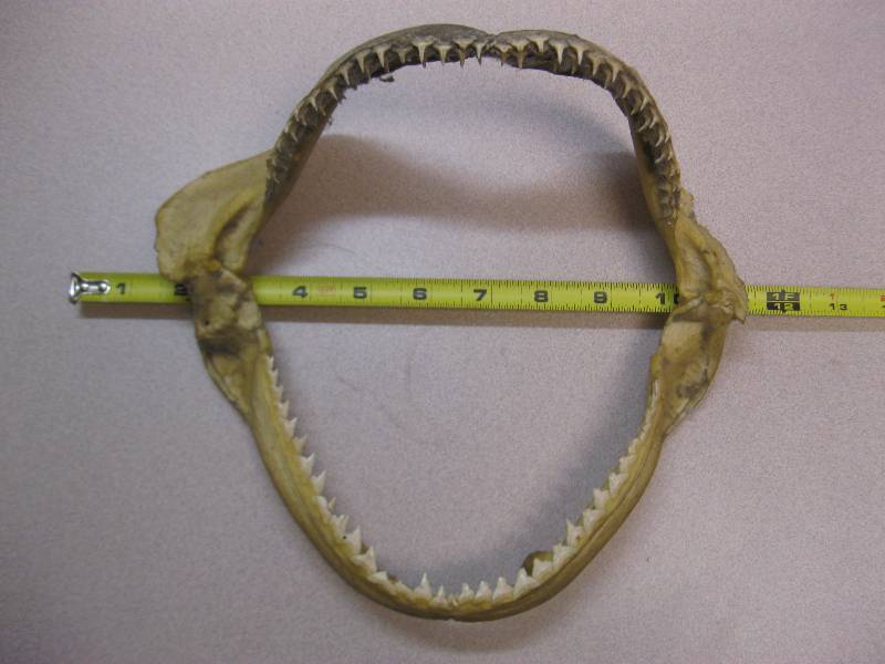 lot 287 image: Sharks Jaw And Teeth....