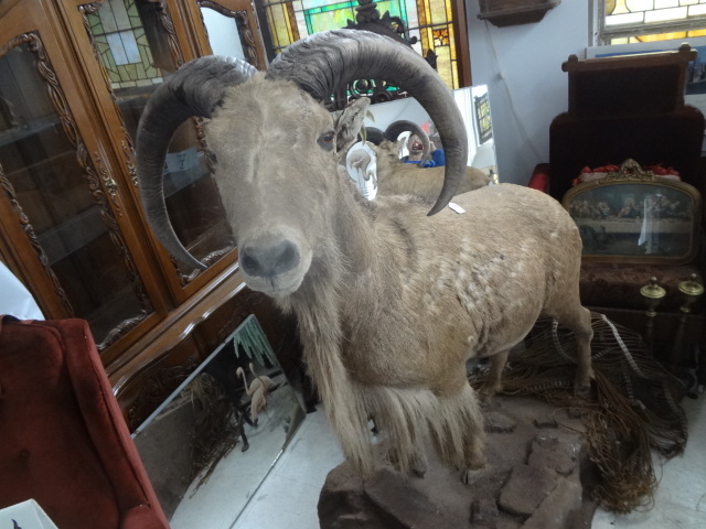 lot 521 image: Aoudad, Himalayan Mount Sheep