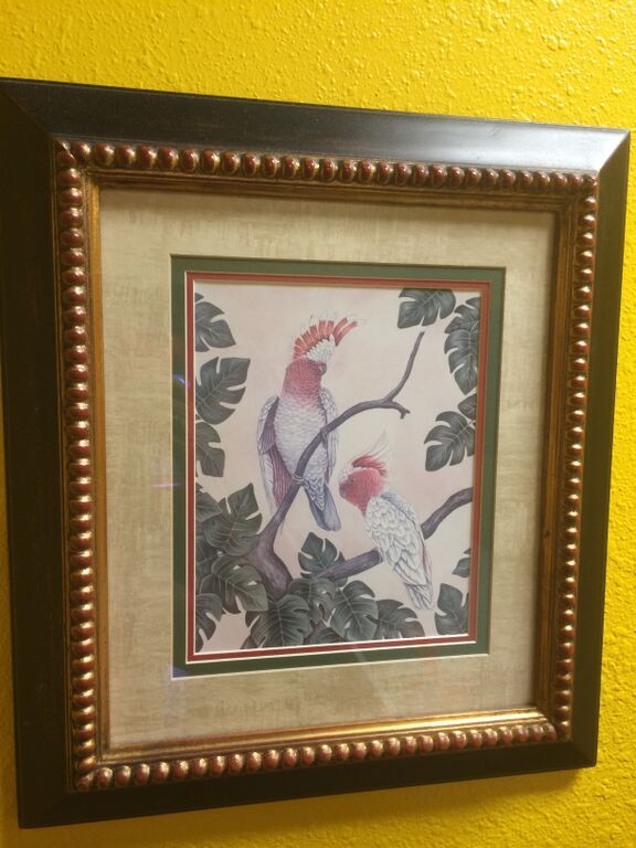 lot 120 image: Framed and Matted Parrot & Cockatoo Prints