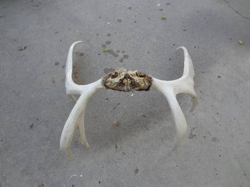 lot 3 image: Moose Rack
