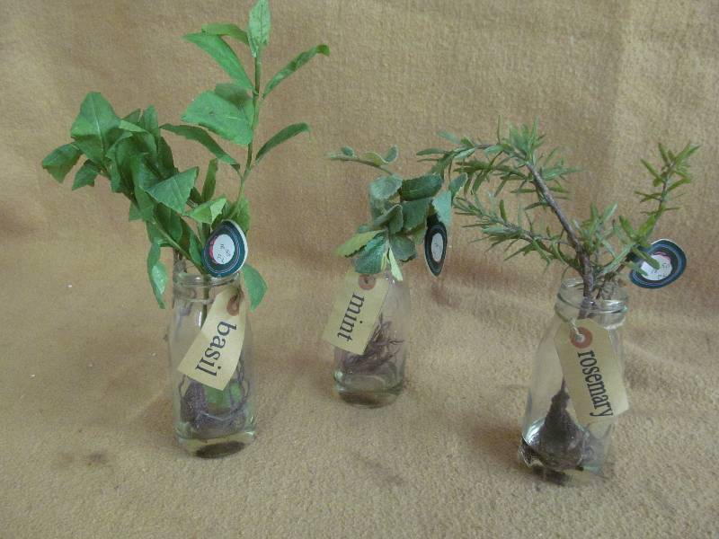 Plant in Vase