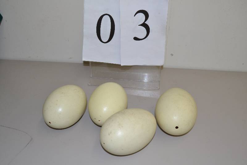 lot 3 image: Eggs