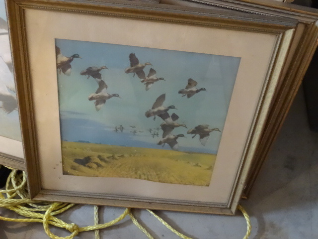 3 Framed Bird Prints